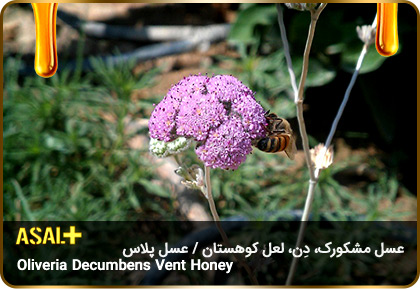 عسل-مشکورک-Oliveria-decumbens-Vent-honey-عسل-پلاس