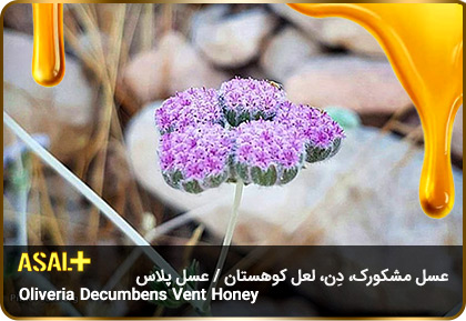 عسل-مشکورک-Oliveria-decumbens-Vent-honey-عسل-پلاس