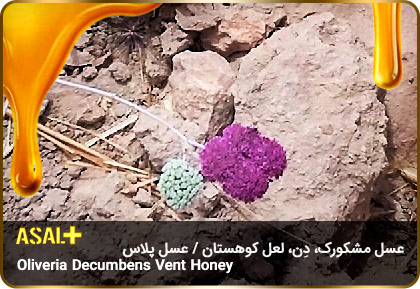 عسل-مشکورک-Oliveria-decumbens-Vent-honey-عسل-پلاس