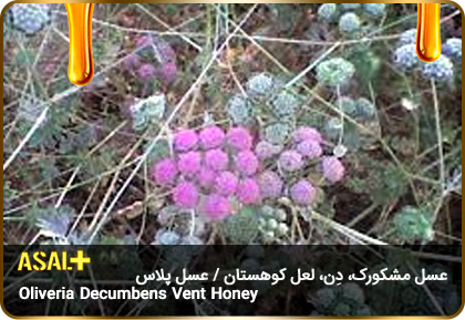 عسل-مشکورک-Oliveria-decumbens-Vent-honey-عسل-پلاس