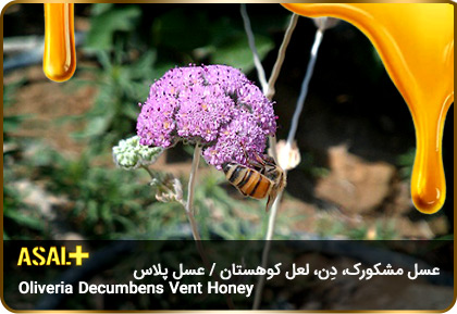 عسل-مشکورک-Oliveria-decumbens-Vent-honey-عسل-پلاس