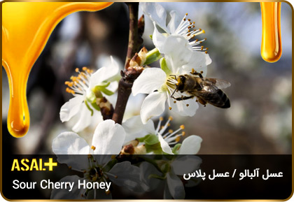 عسل-آلبالو-Sour-Cherry-honey-عسل-پلاس_01