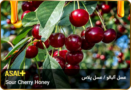 عسل-آلبالو-Sour-Cherry-honey-عسل-پلاس_02