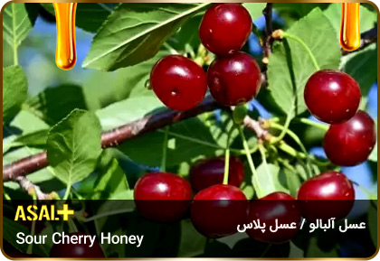 عسل-آلبالو-Sour-Cherry-honey-عسل-پلاس_05