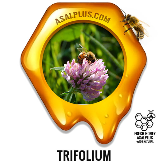 عسل-شبدر-trifolium-honey-عسل-پلاس