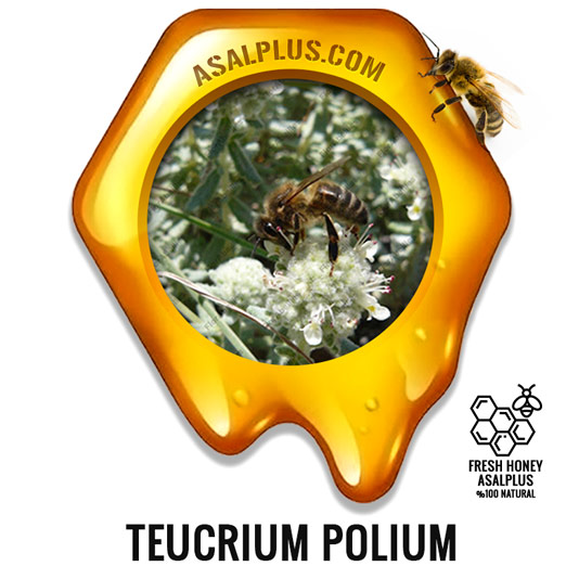 عسل-کلپوره-teucrium-polium-honey-عسل-پلاس