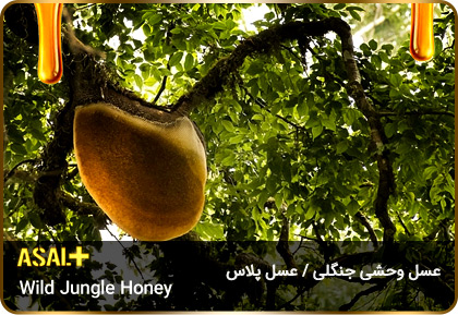 عسل-جنگلی-jungle-honey-عسل-پلاس_02