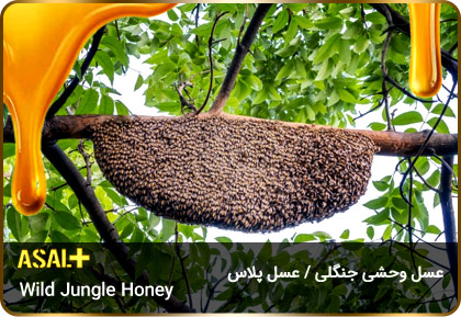 عسل-جنگلی-jungle-honey-عسل-پلاس_04