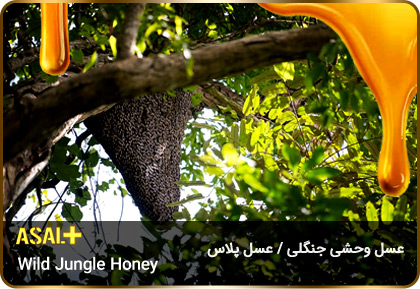 عسل-جنگلی-jungle-honey-عسل-پلاس_06