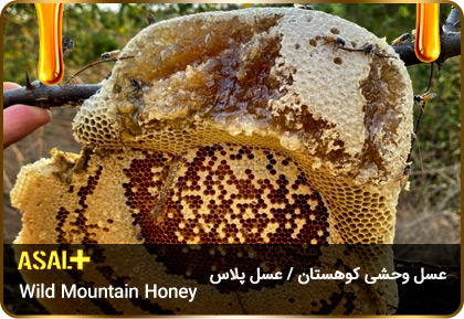 عسل-وحشی-کوهی-Wild-Mountain-Honey-عسل-پلاس_02