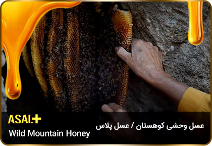 عسل-وحشی-کوهی-Wild-Mountain-Honey-عسل-پلاس_04