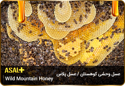 عسل-وحشی-کوهی-Wild-Mountain-Honey-عسل-پلاس_05