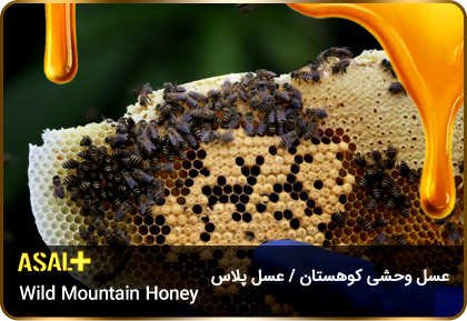 عسل-وحشی-کوهی-Wild-Mountain-Honey-عسل-پلاس_06