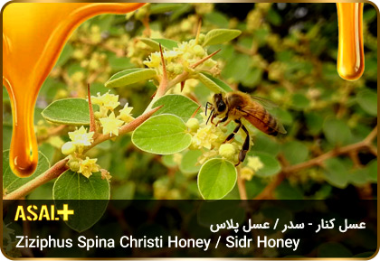 عسل-سدر-عسل-کنار-sidr-honey-ziziphus-spina-christi-honey-عسل-پلاس