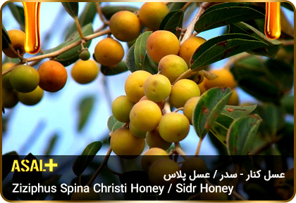 عسل-سدر-عسل-کنار-sidr-honey-ziziphus-spina-christi-honey-عسل-پلاس