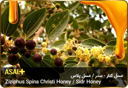 عسل-سدر-عسل-کنار-sidr-honey-ziziphus-spina-christi-honey-عسل-پلاس