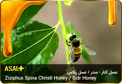 عسل-سدر-عسل-کنار-sidr-honey-ziziphus-spina-christi-honey-عسل-پلاس