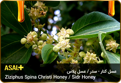 عسل-سدر-عسل-کنار-sidr-honey-ziziphus-spina-christi-honey-عسل-پلاس