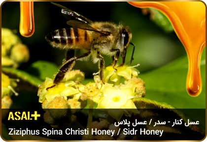 عسل-سدر-عسل-کنار-sidr-honey-ziziphus-spina-christi-honey-عسل-پلاس