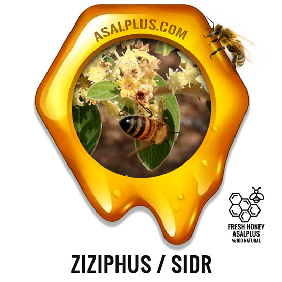 عسل-کنار-عسل-سدر-ziziphus-honey-sidr-honey-عسل-پلاس